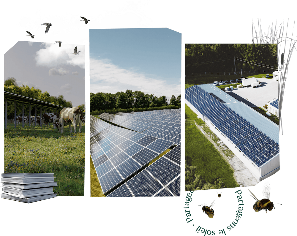 Collage de photos vaches d'élevage et panneaux solaires