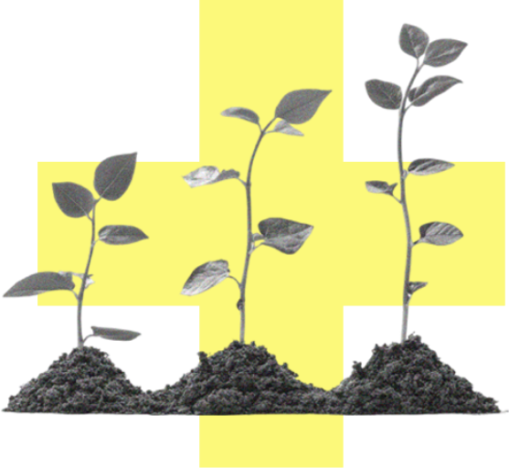 Jeunes pousses de plante