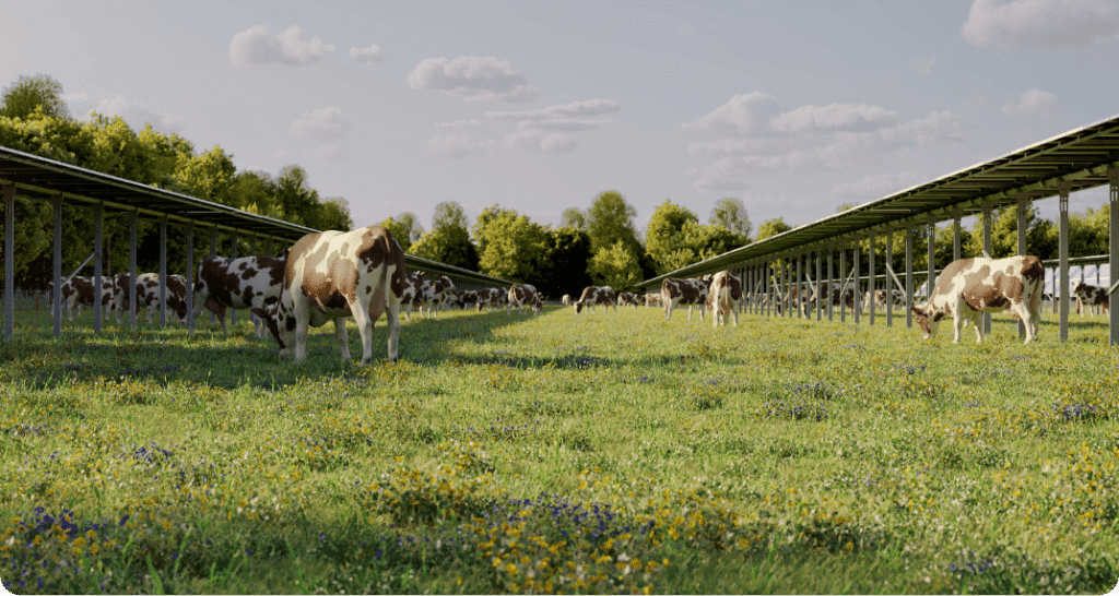 Vache dans un champ avec des abris en panneaux solaires