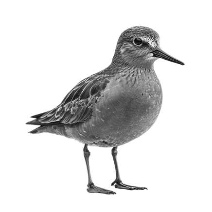 Oiseau en noir et blanc